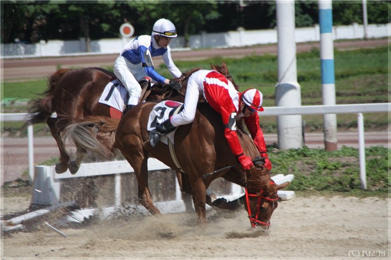 Наездник 7. Лошадь в жизни человека. Лошадь прыгает через барьер с всадником. Инерция в спорте. Конь перепрыгивает через препятствия.